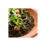 Blossombs - Einde Schooljaar - Giftbox ontkiemend | Fantastic Gifts Shop