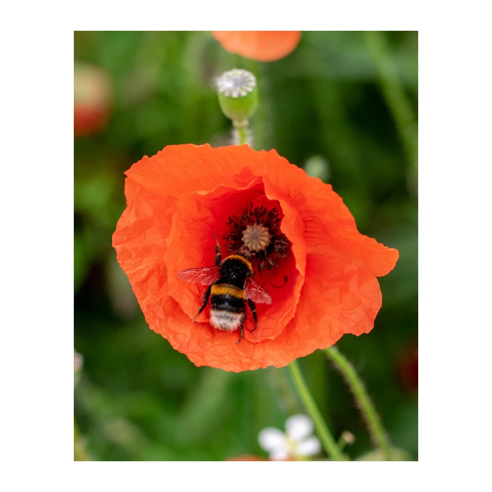 Blossombs - bollensetje - Bedankt voor het superfijne schooljaar biodiversiteit sfeerbeeld | Fantastic Gifts Shop