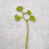 Tak - Ginko 4 | Fantastic Gifts Shop
